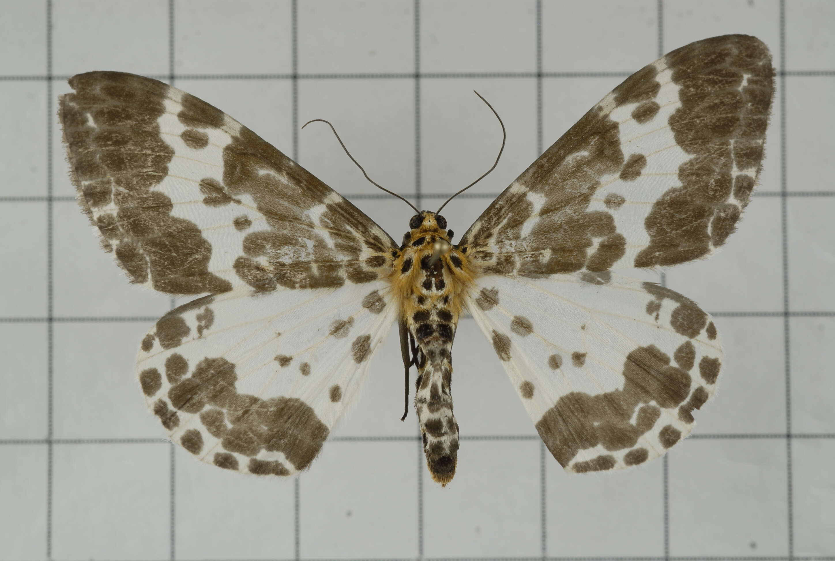 Image of Dilophodes baria