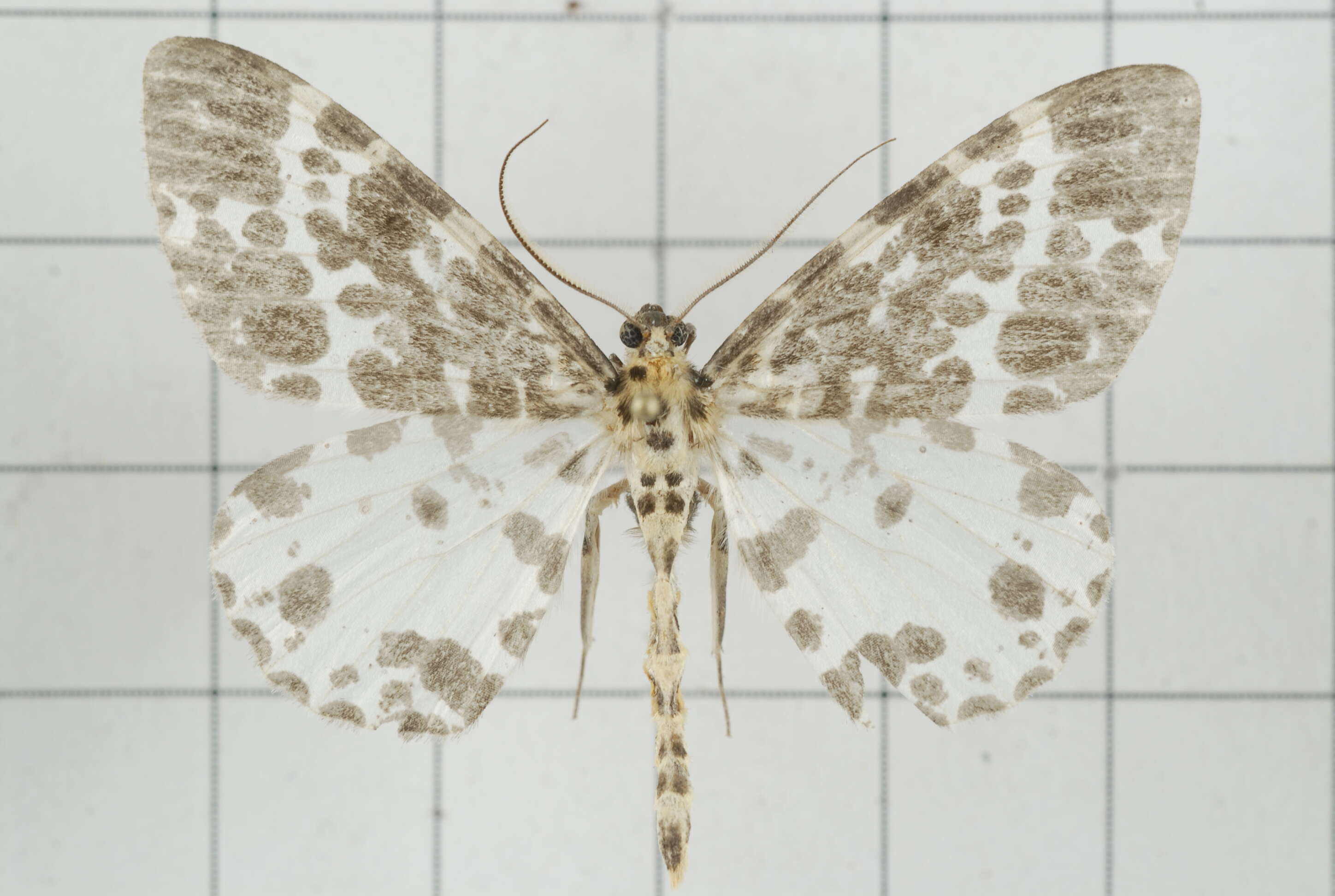Image of Dilophodes elegans Butler 1878