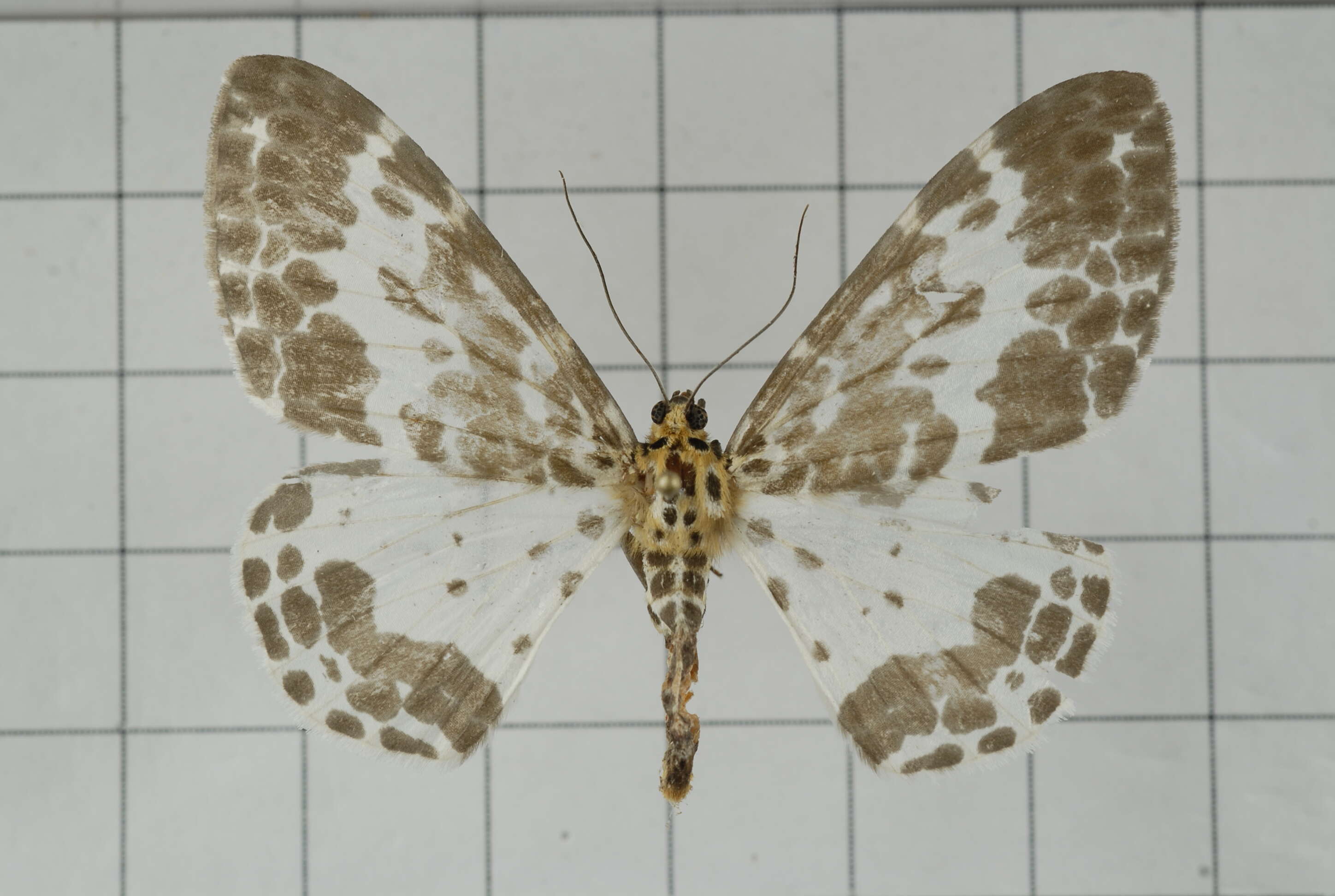 Image of Dilophodes baria