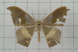 Image of Timandromorpha discolor Warren 1896