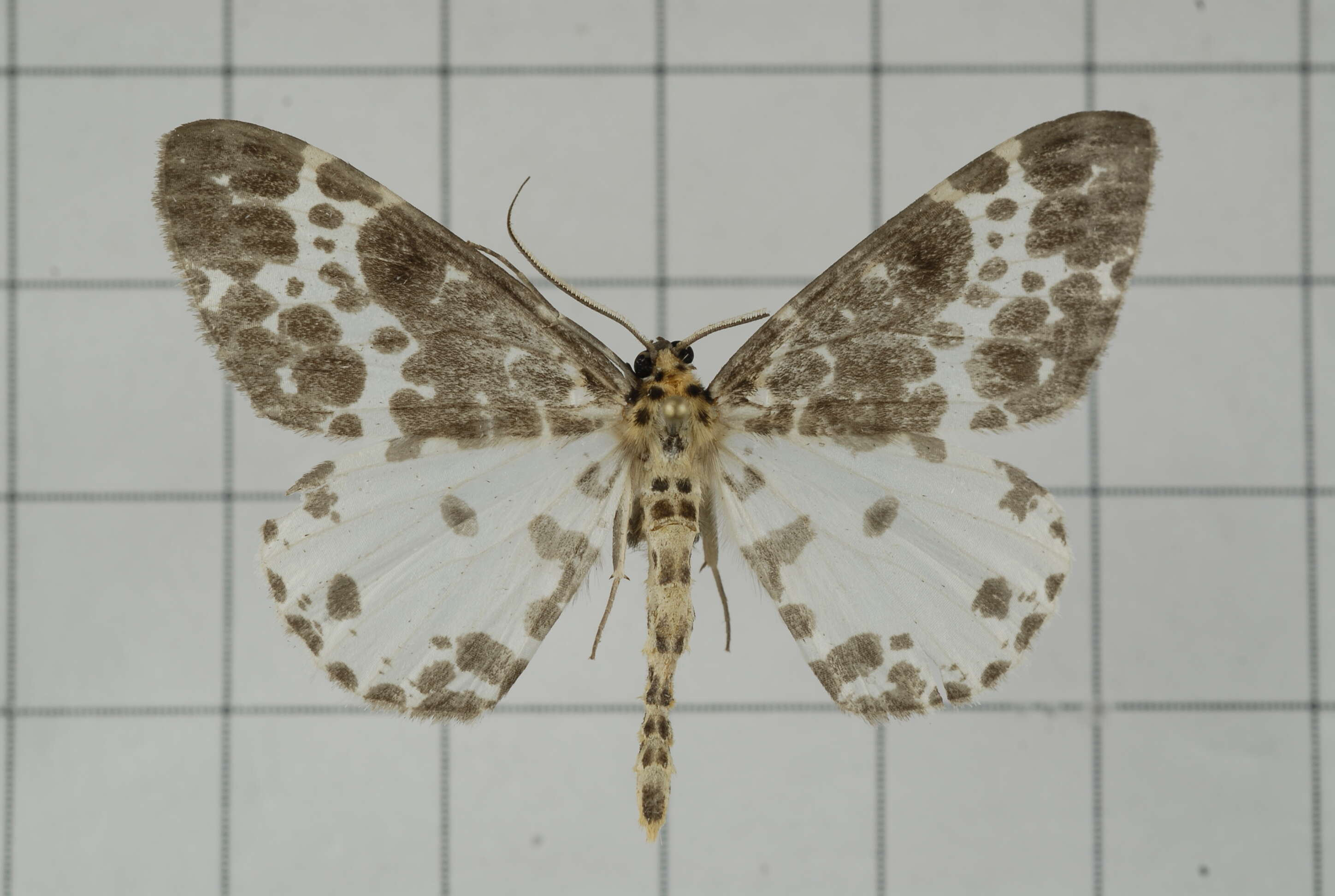 Image of Dilophodes elegans Butler 1878