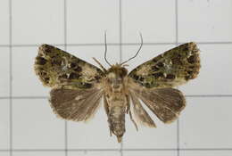 Image of Xenotrachea albidisca Moore 1867