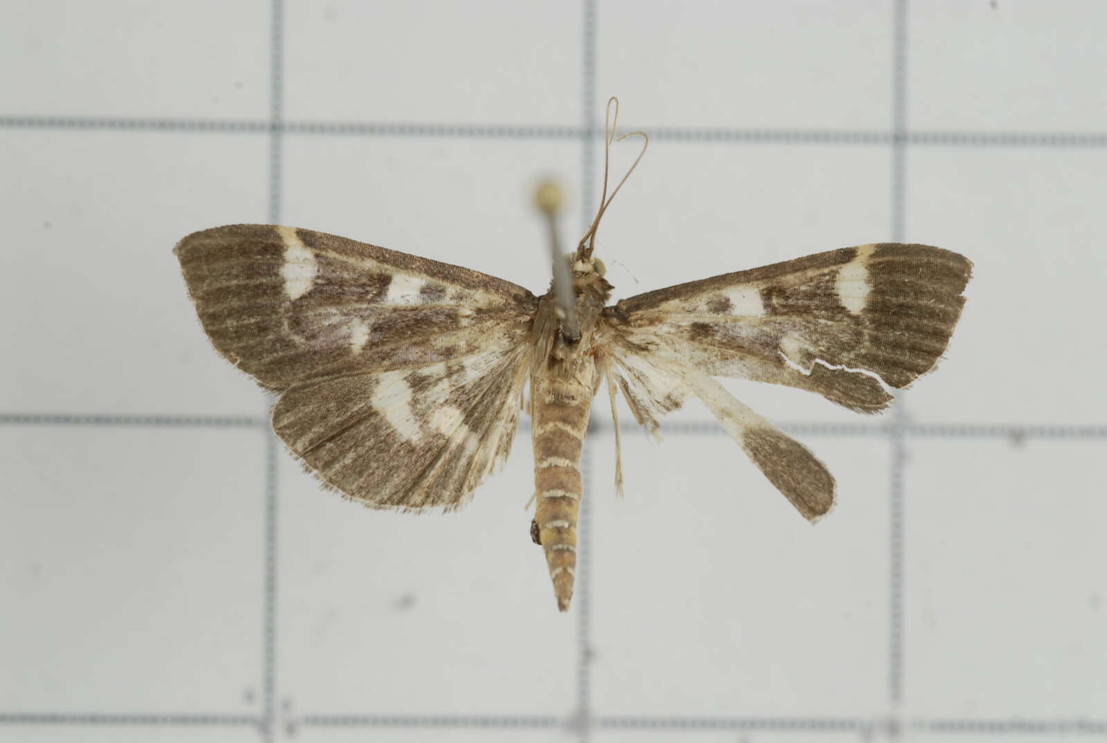 Image de Herpetogramma luctuosalis Guenée 1854