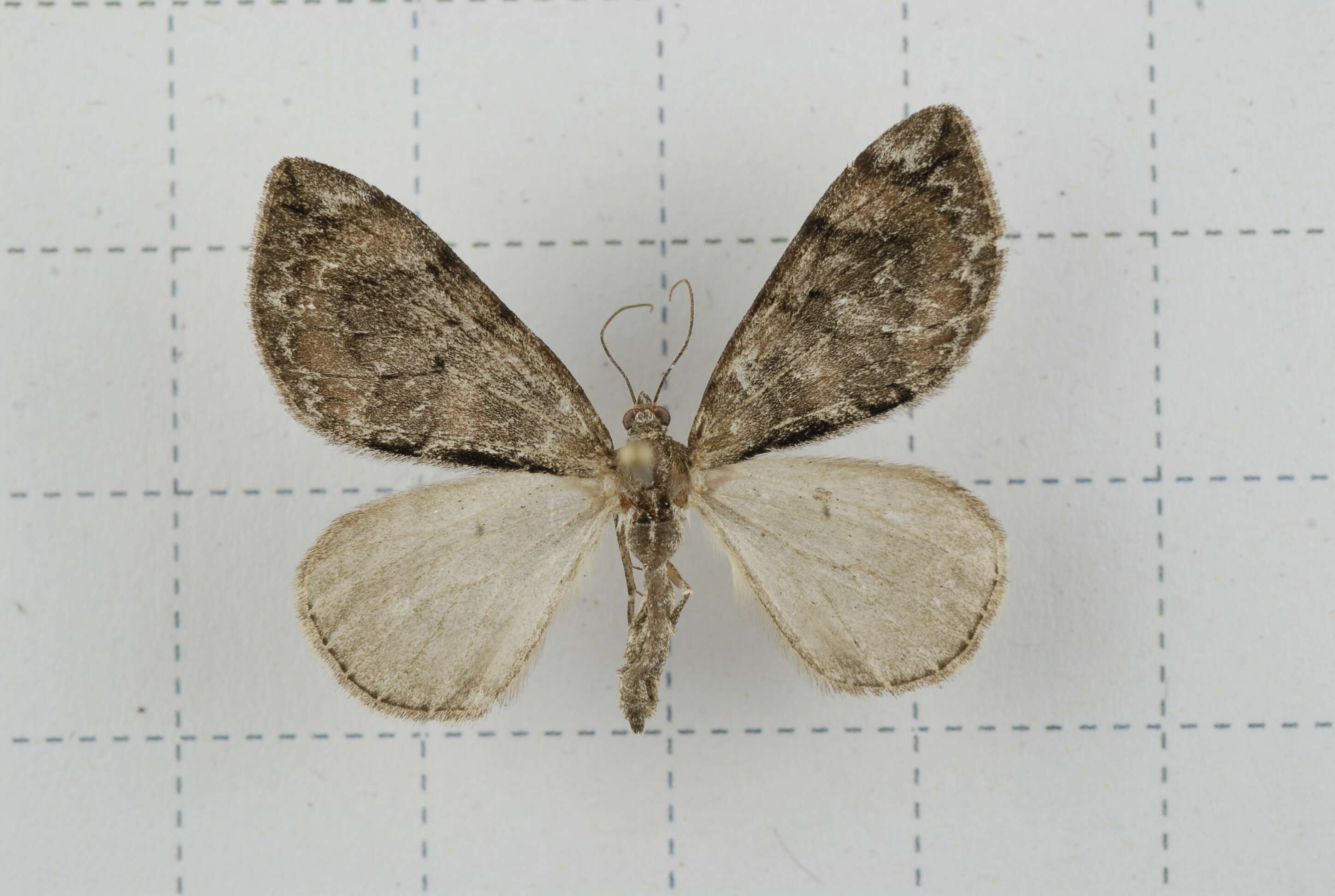 Image of Heterothera sororcula