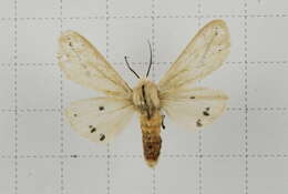 Image of Spilarctia subtestacea (Rothschild 1910)