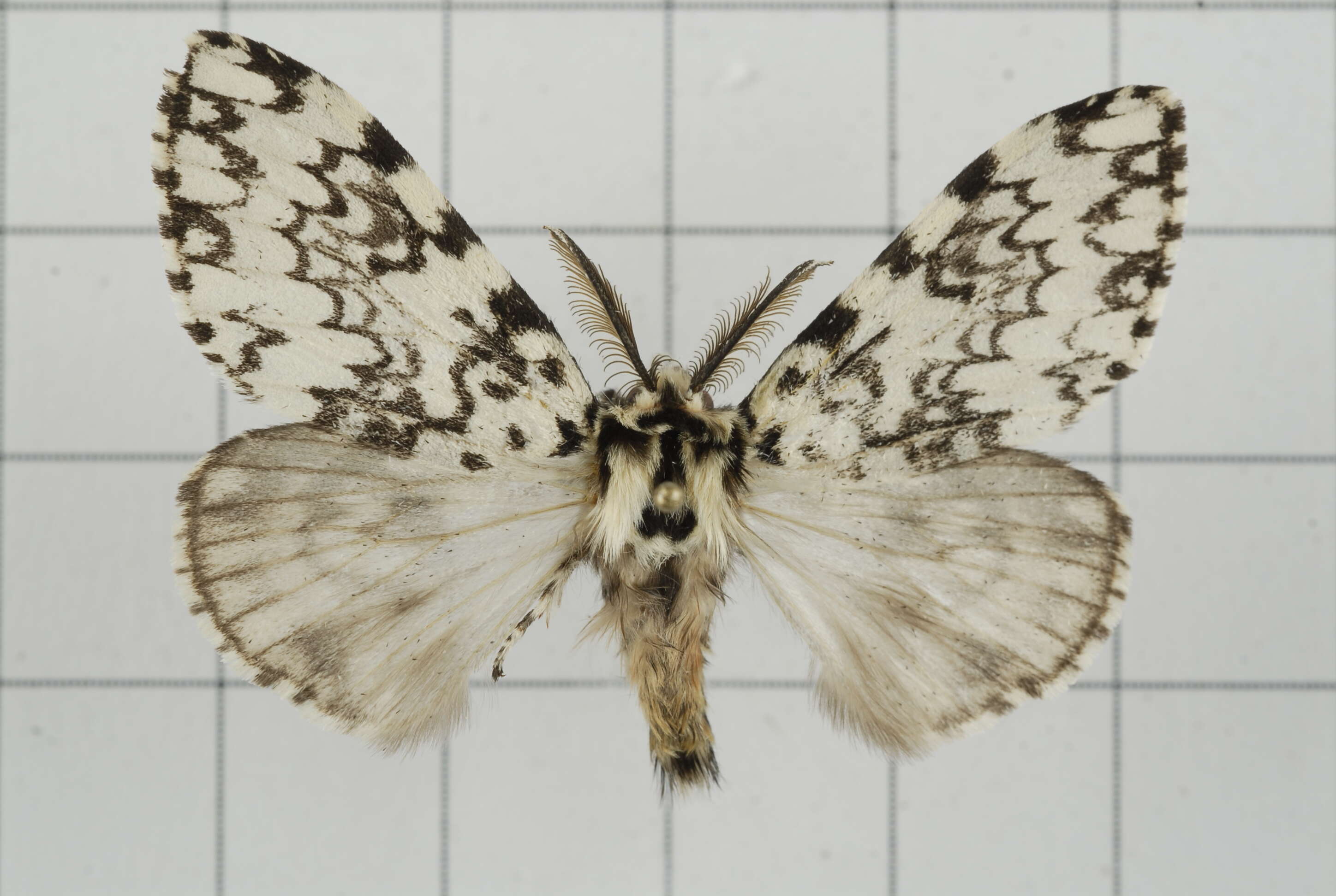 Image of Lymantria concolor Walker 1855