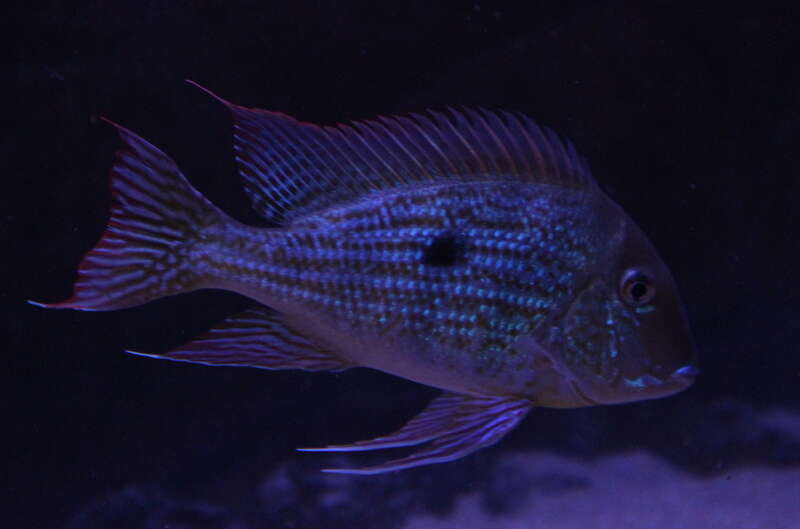 Image of Eartheater cichlid