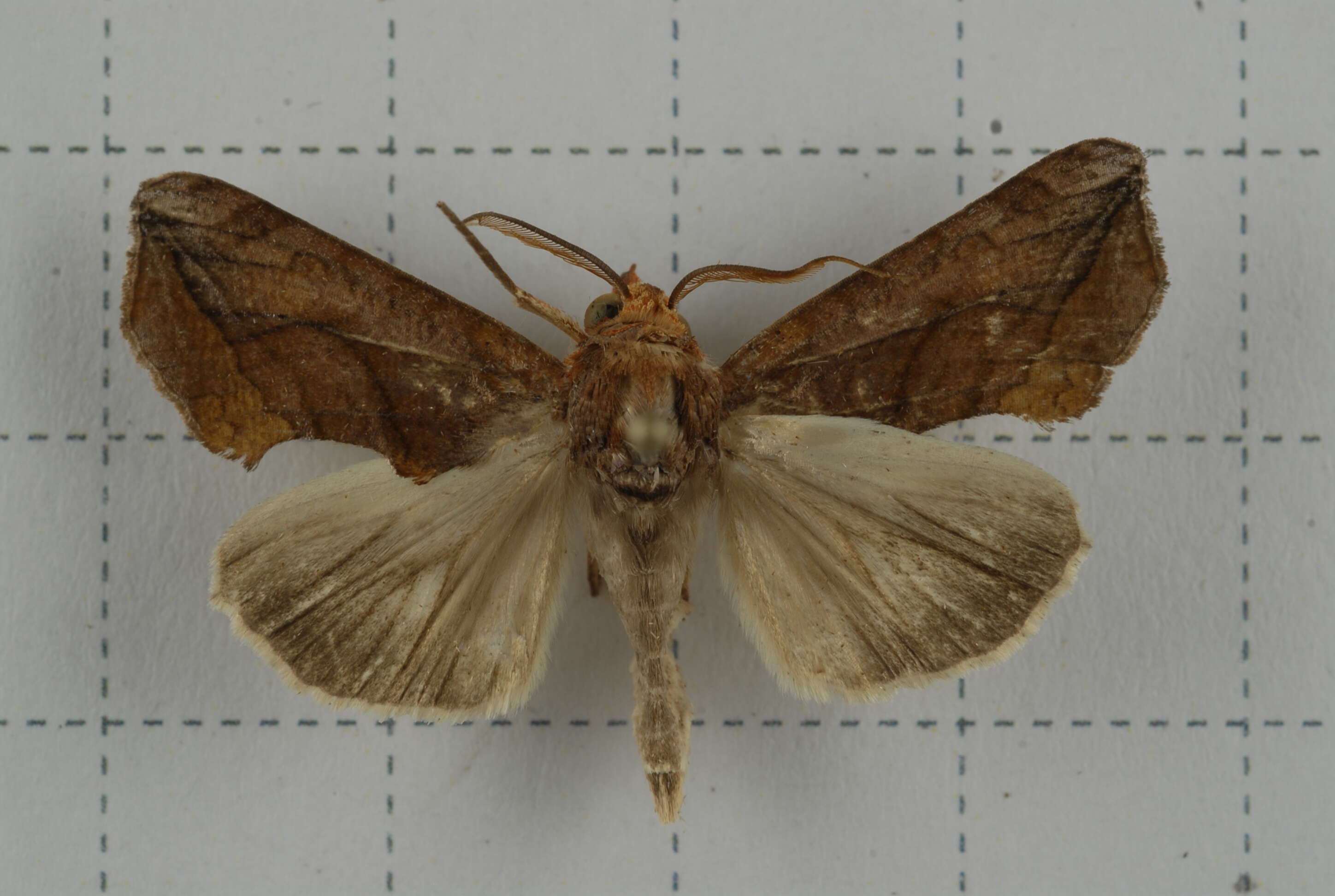 Image of Oraesia emarginata Fabricius 1794