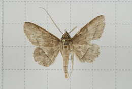 Image of Tochara creberrima (Walker 1858)