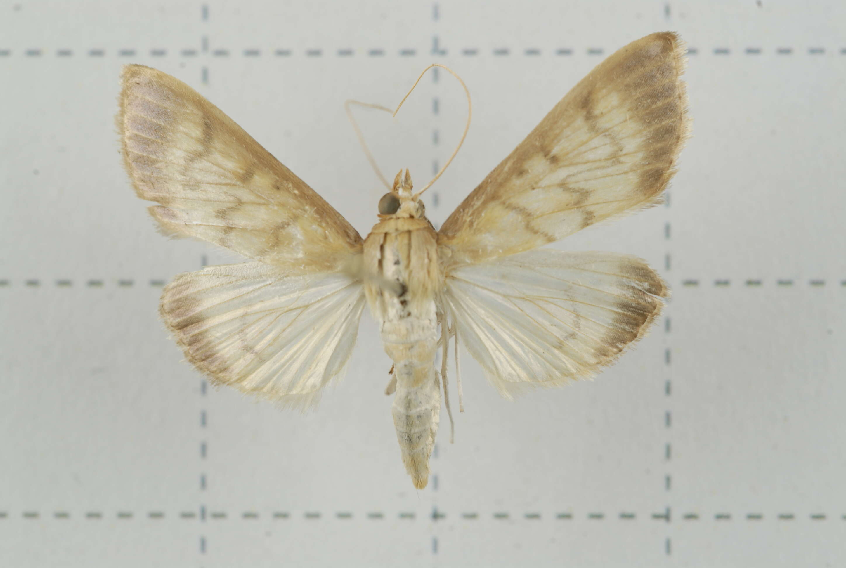 Sivun Crypsiptya coclesalis Walker 1859 kuva