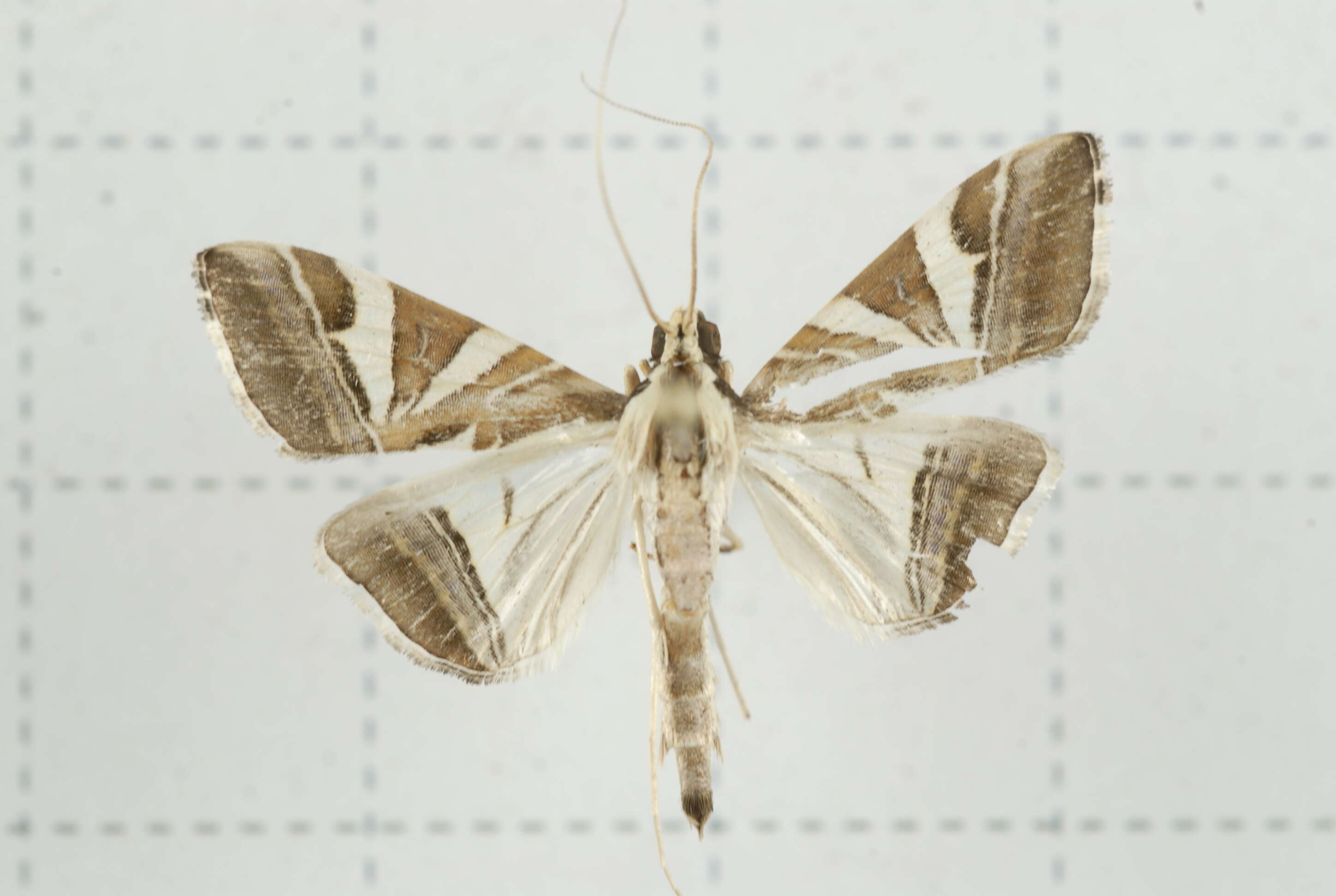 Sivun Agrioglypta itysalis Walker 1859 kuva