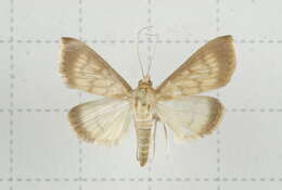 Image of Crypsiptya coclesalis Walker 1859