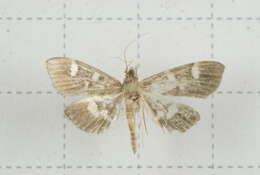 Image de Herpetogramma luctuosalis Guenée 1854