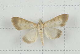 Sivun Crypsiptya coclesalis Walker 1859 kuva