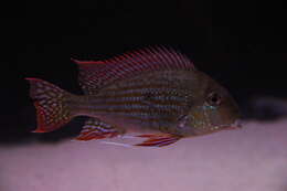 Image of Eartheater cichlid