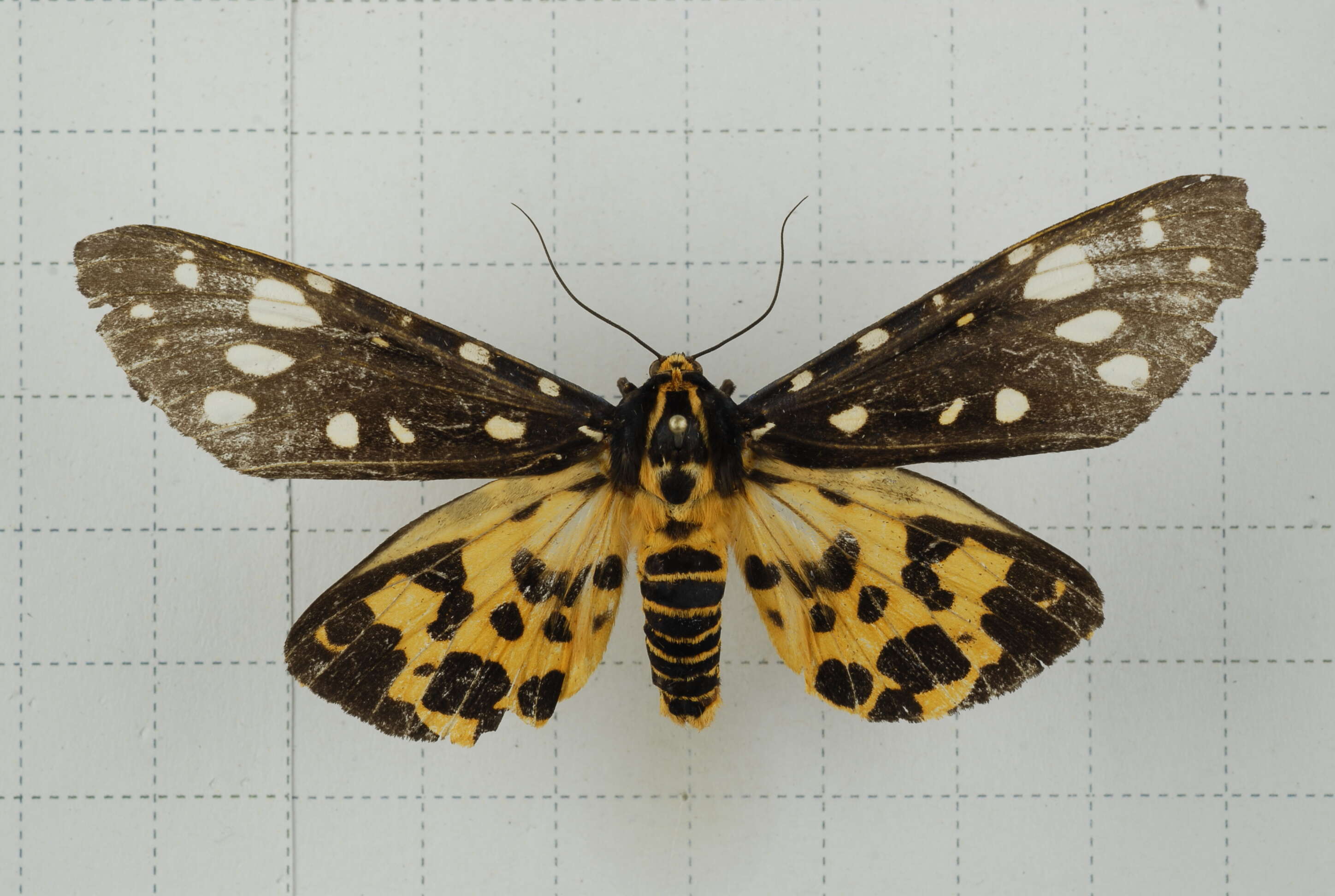 Image of Aglaomorpha histrio (Walker 1855)