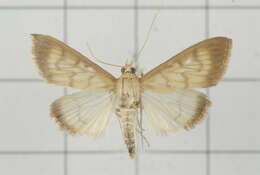 Sivun Crypsiptya coclesalis Walker 1859 kuva