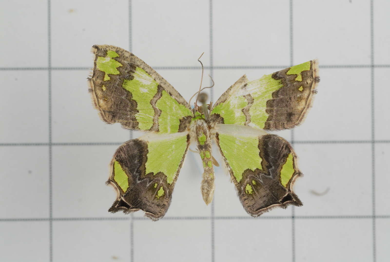 Image de Agathia hemithearia Guenée 1857