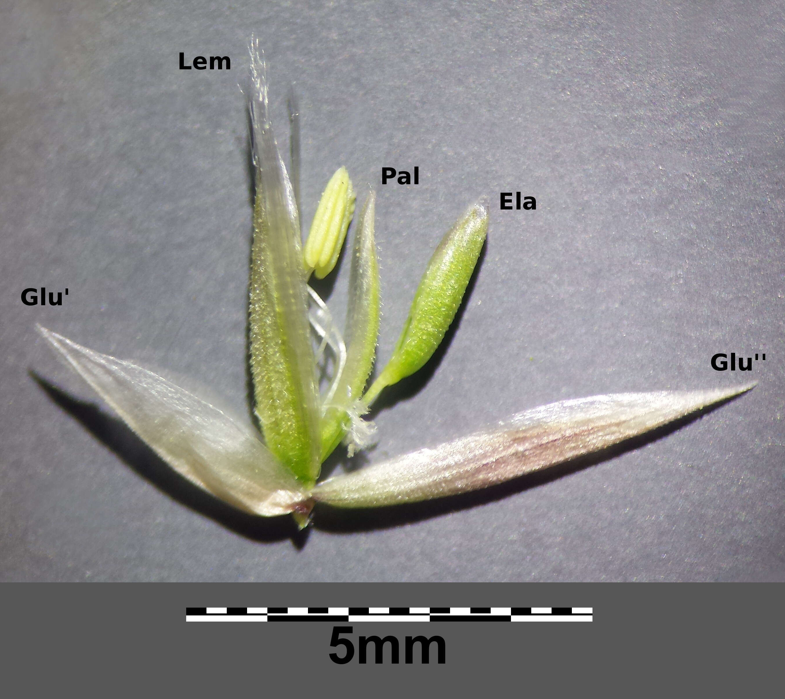 Image de Melica transsilvanica Schur