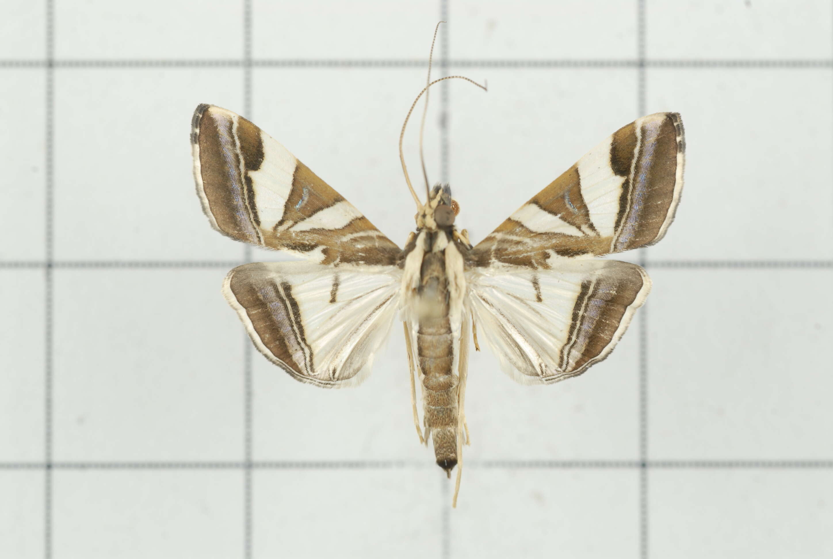 Sivun Agrioglypta itysalis Walker 1859 kuva