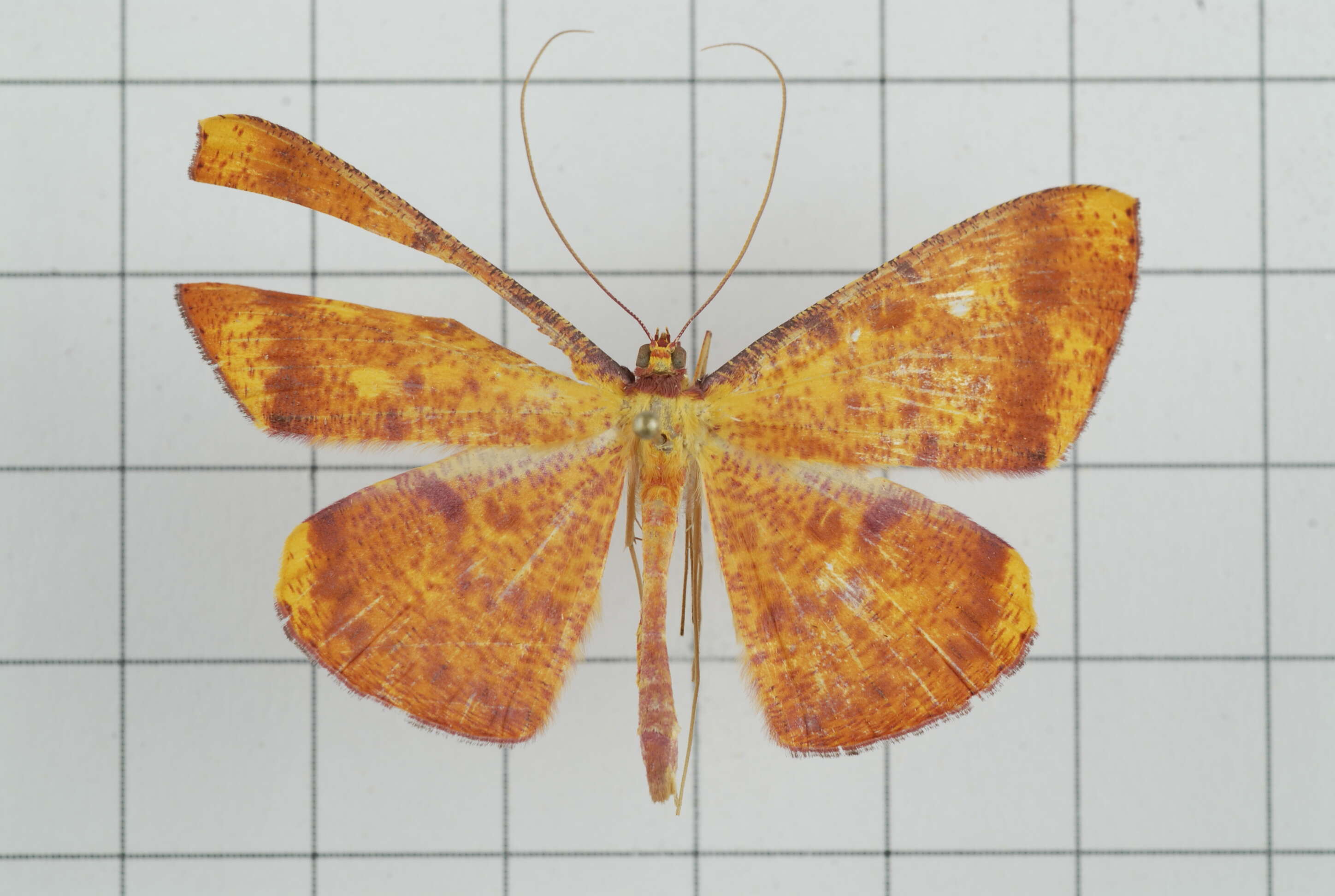 Image of Eumelea ludovicata Guenée 1858