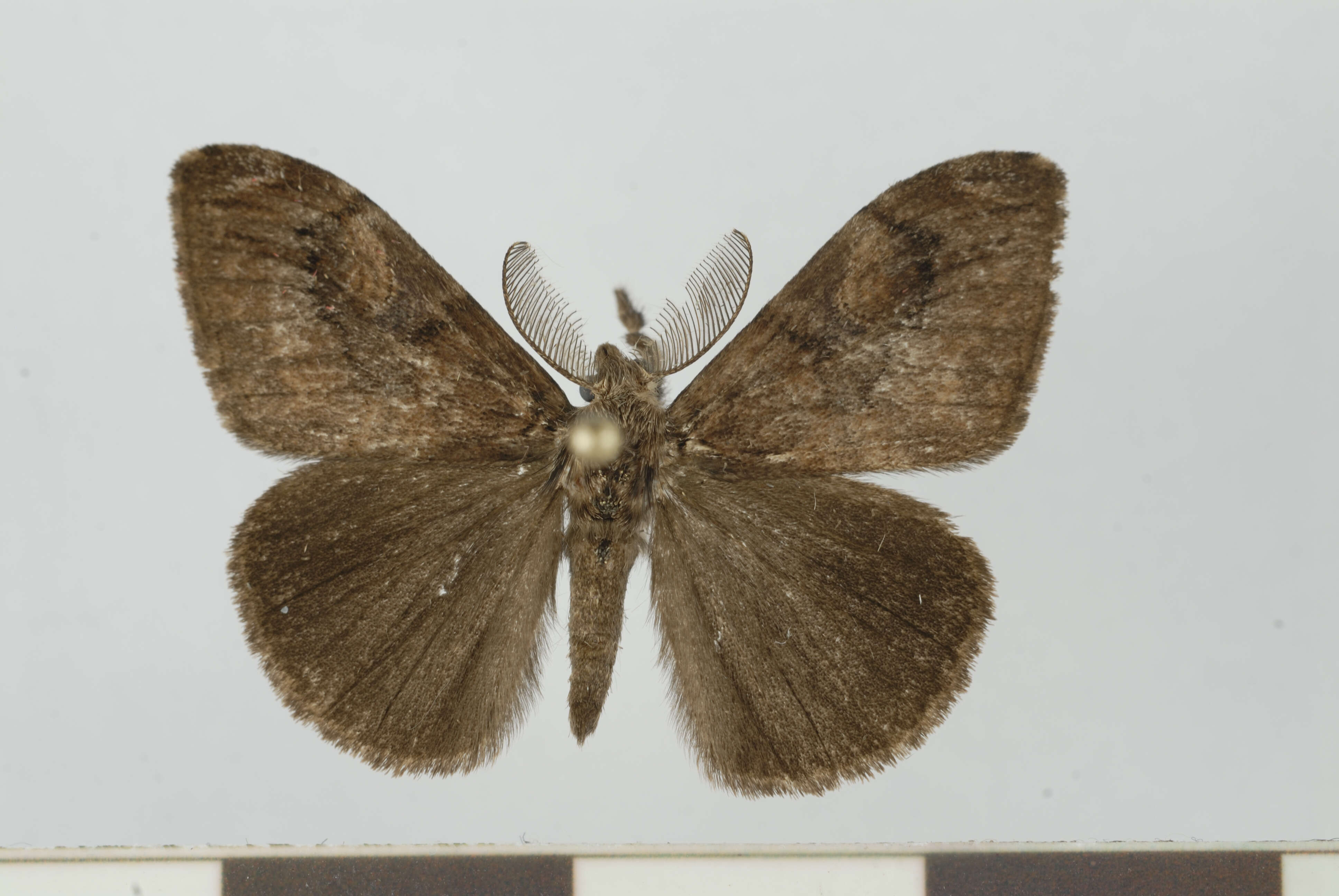 Image of Orgyia postica Walker 1855