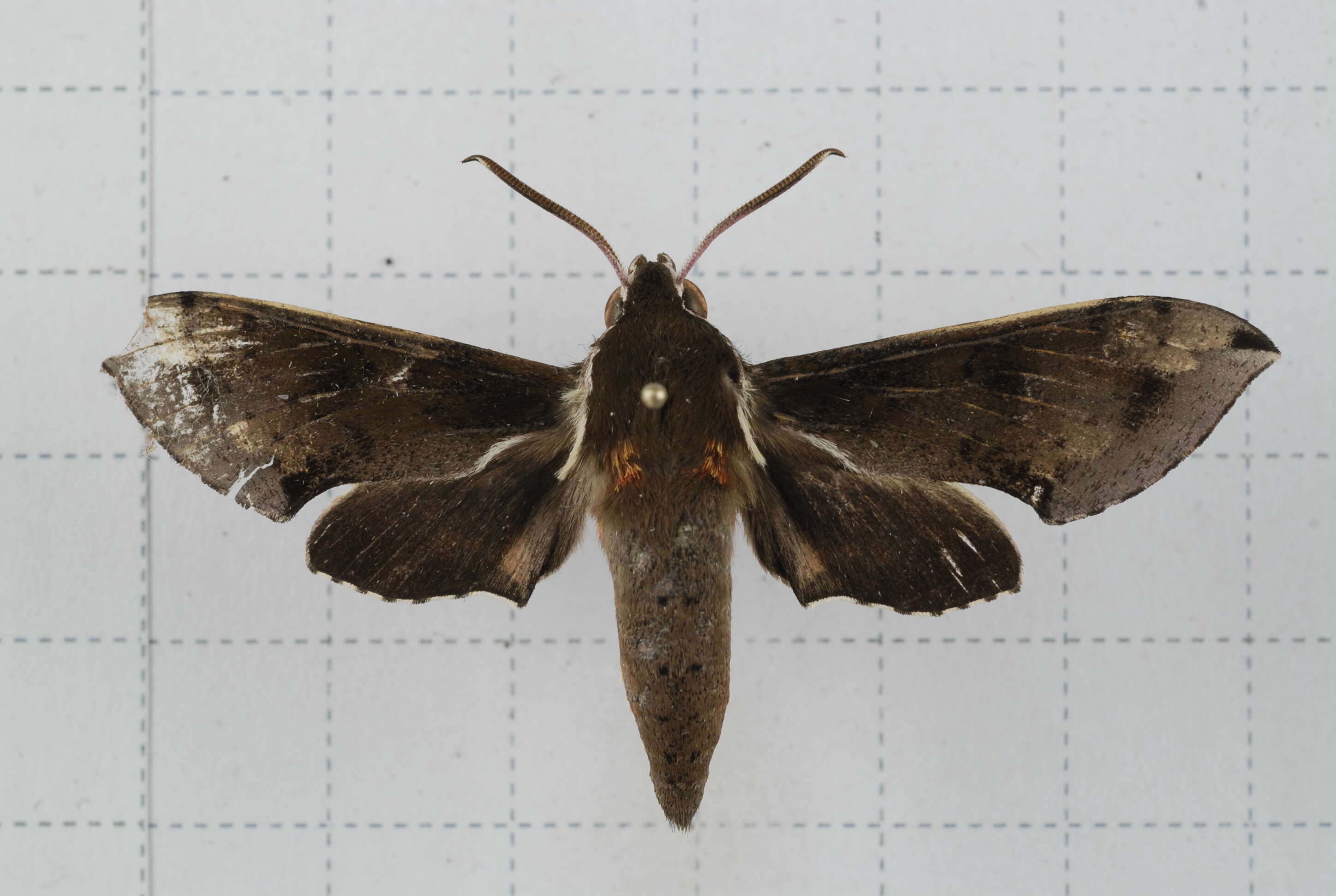 Image of Rhagastis binoculata Matsumura 1909