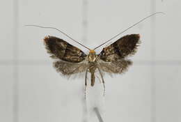 Image of Nemophora ahenea Stringer 1930