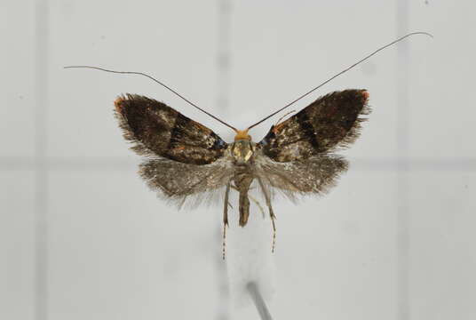 Imagem de Nemophora ahenea Stringer 1930