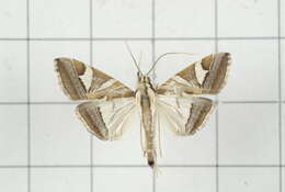 Sivun Agrioglypta itysalis Walker 1859 kuva