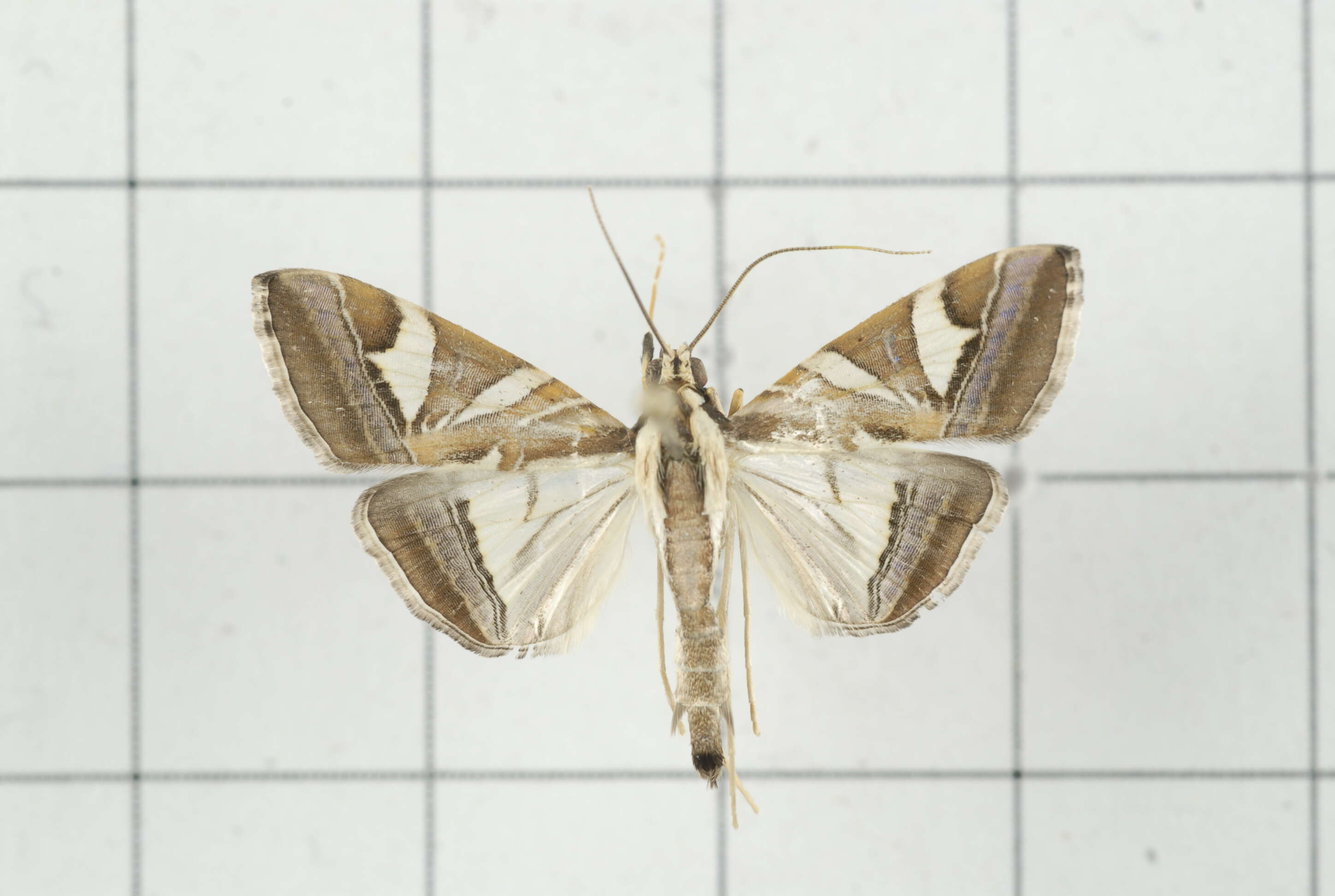 Sivun Agrioglypta itysalis Walker 1859 kuva