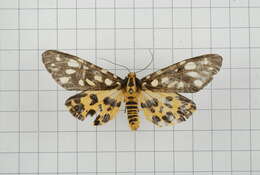 Image of Aglaomorpha histrio (Walker 1855)