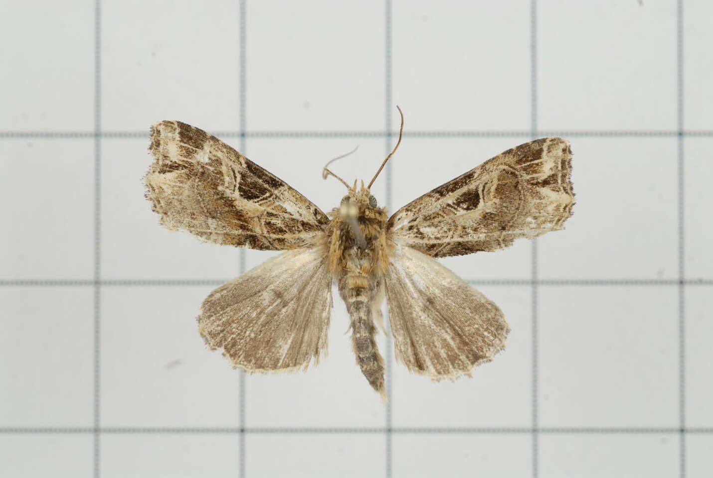 Image of Callopistria deflexusa