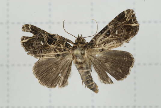 Image of Callopistria rivularis Walker 1857