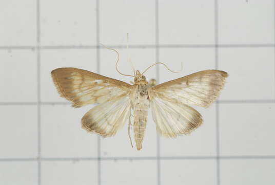 Image of Crypsiptya coclesalis Walker 1859