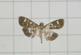 Image de Herpetogramma luctuosalis Guenée 1854