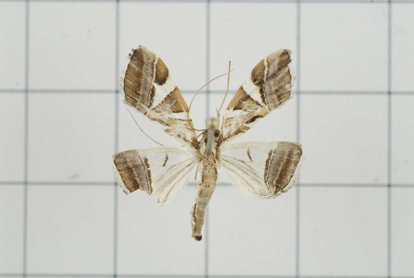 Sivun Agrioglypta itysalis Walker 1859 kuva