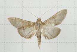 Image de Tetridia caletoralis Walker 1859