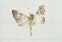 Imagem de Glyphodes crithealis Walker 1859