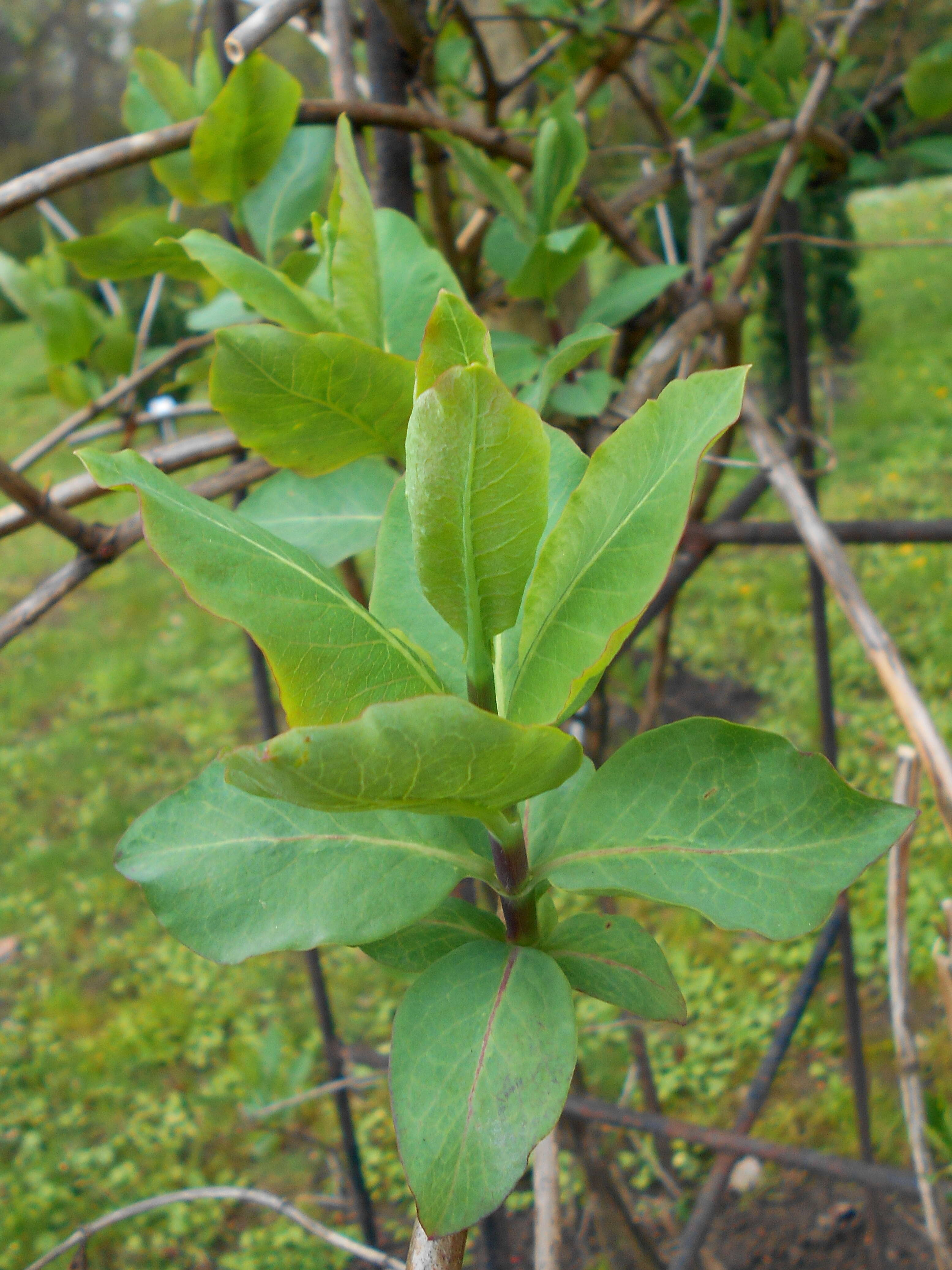 Image of Etruscan honeysuckle