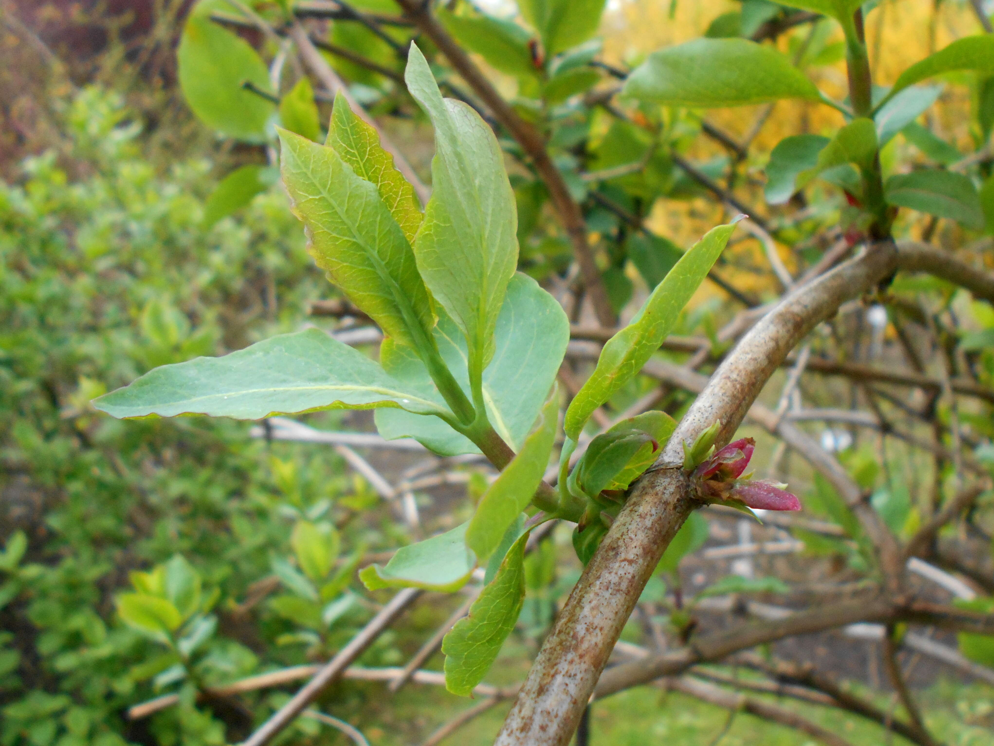 Image of Etruscan honeysuckle