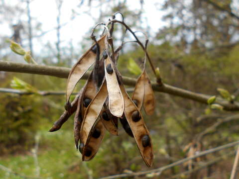 Image of Common Laburnum