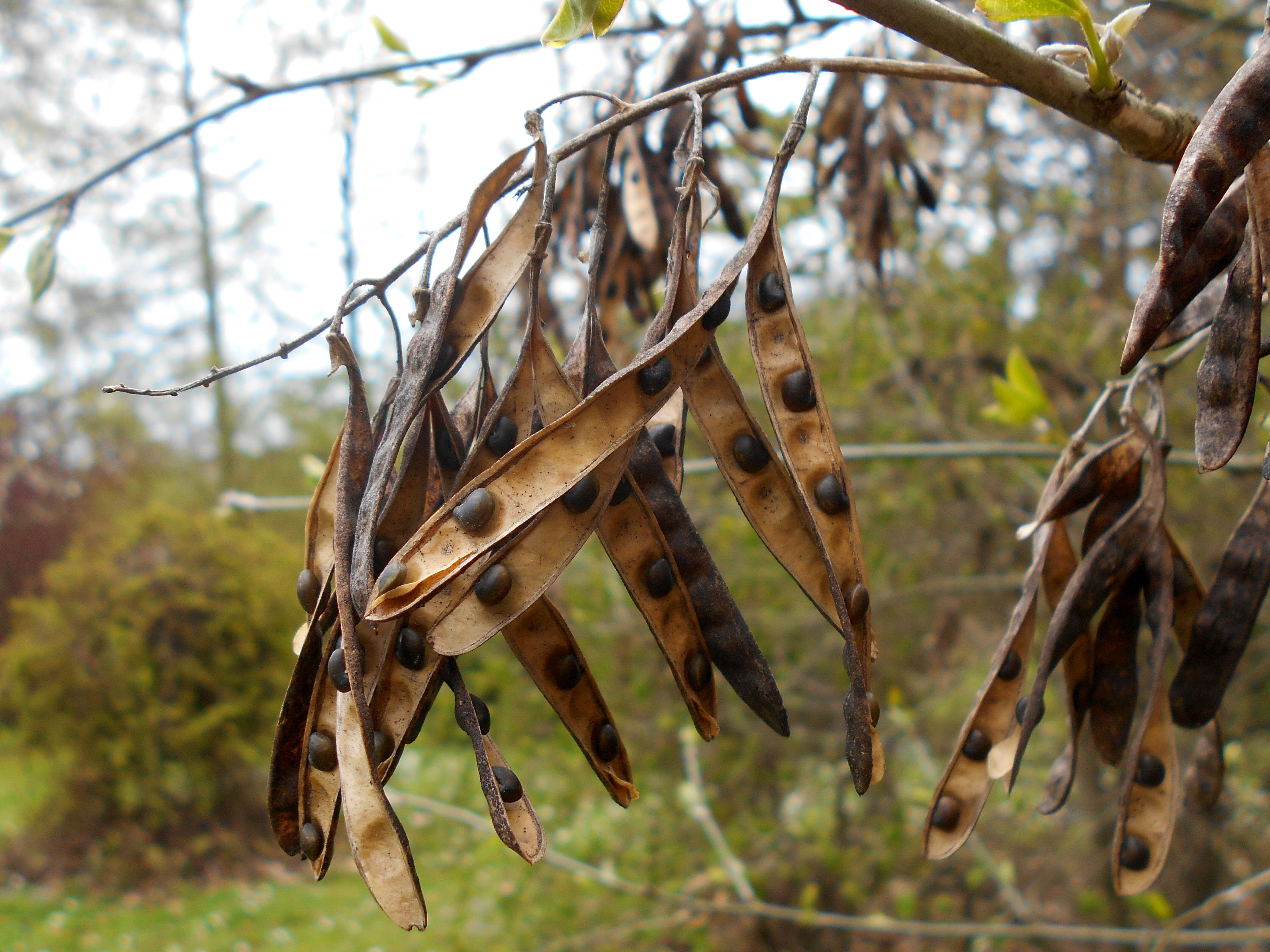 Image of Common Laburnum