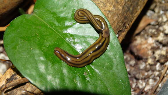 Image of Flatworm