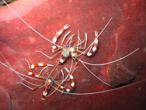 Image of Banded Coral Shrimp