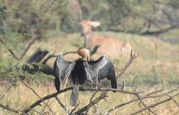 Image of Oriental Darter