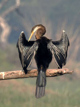 Image of Oriental Darter