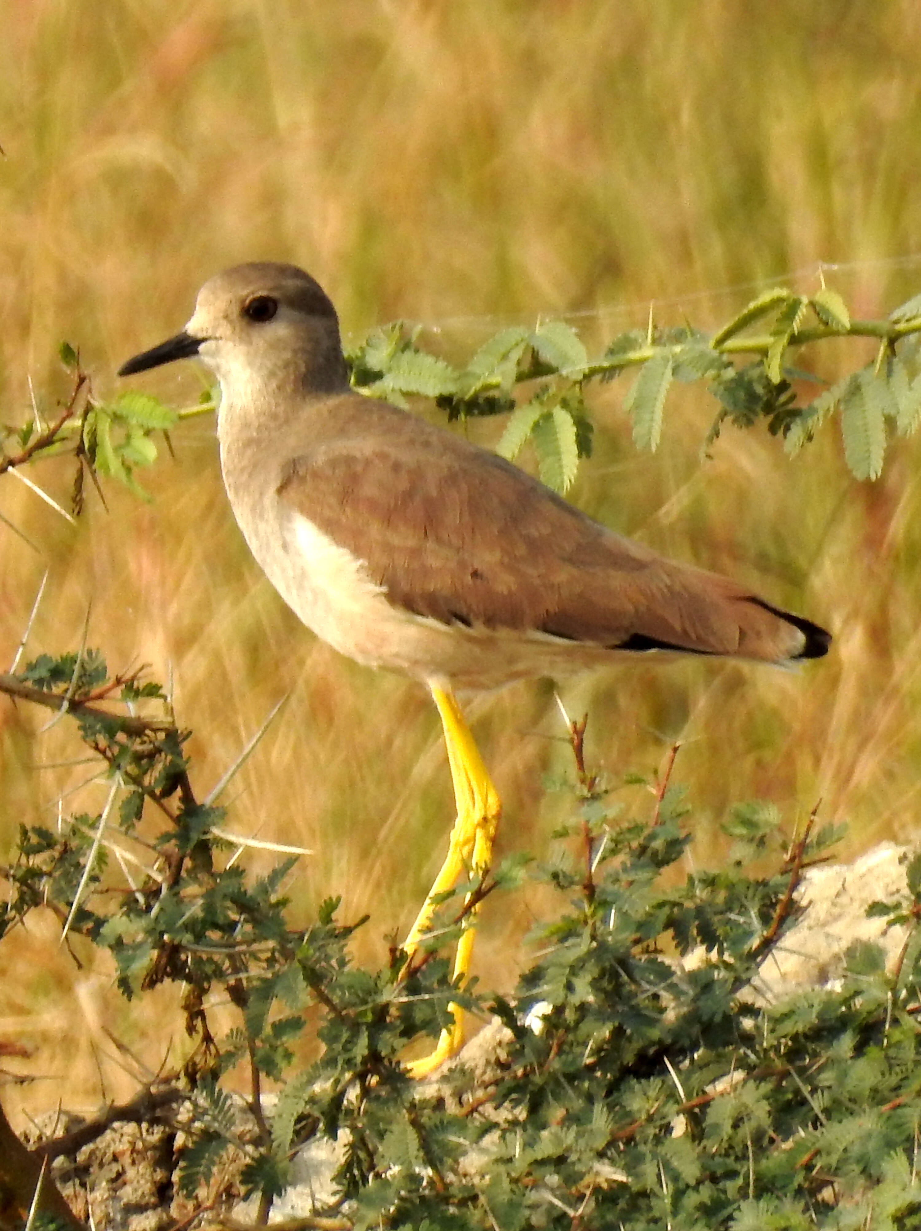 Image of White-tailed Lapwing