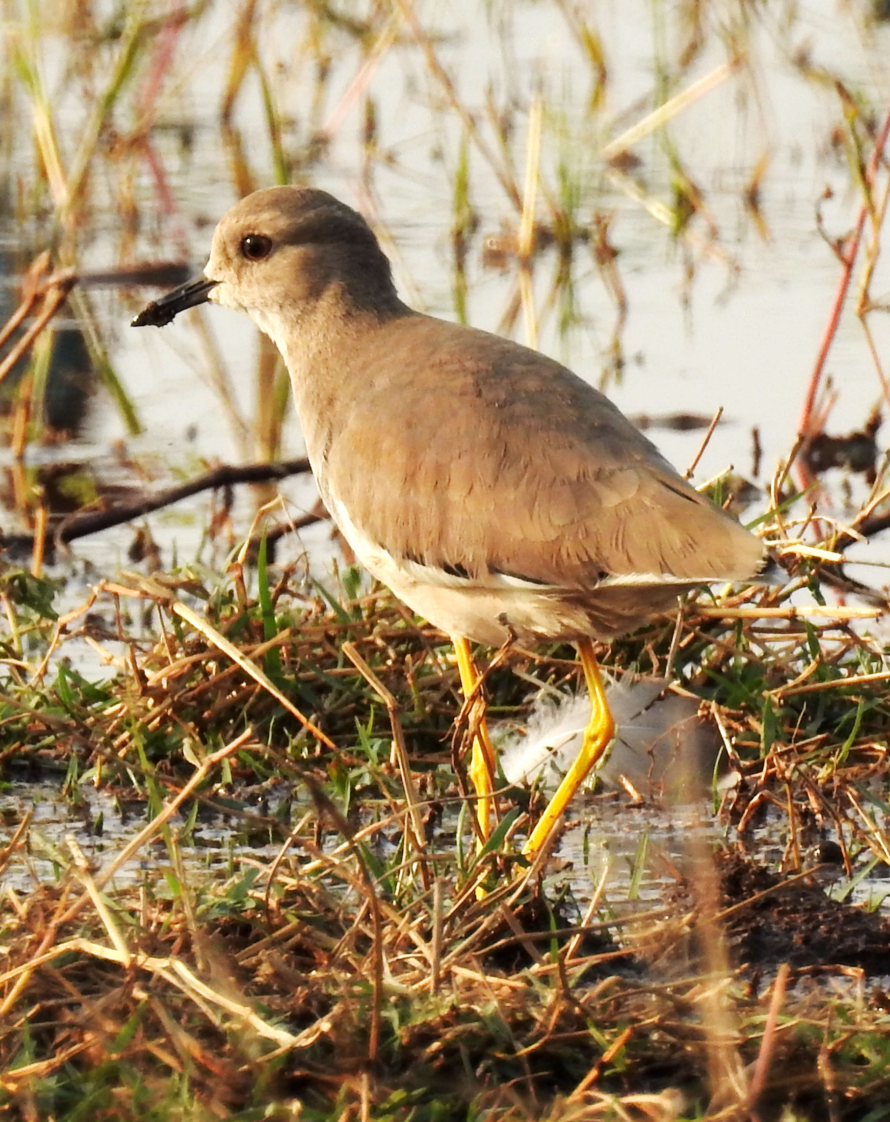 Image of White-tailed Lapwing