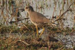 Image of White-tailed Lapwing